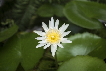 水 自然 花 植物 写真