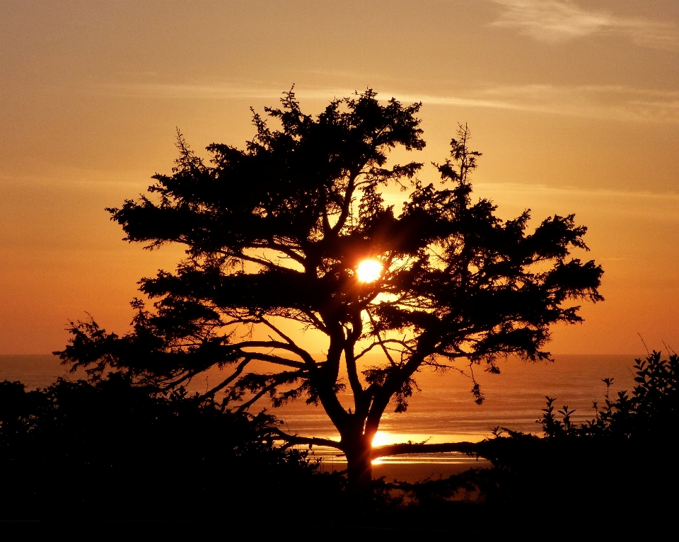 Beach landscape tree nature