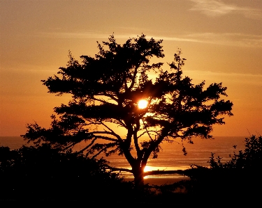 Foto Praia paisagem árvore natureza