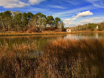 Landscape tree water nature Photo