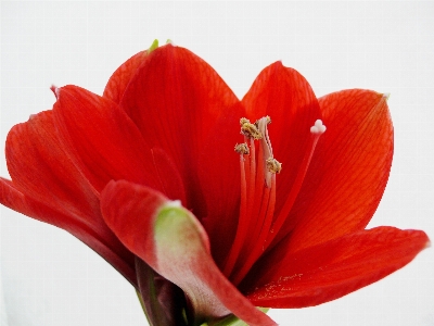 Natur anlage blume blütenblatt Foto