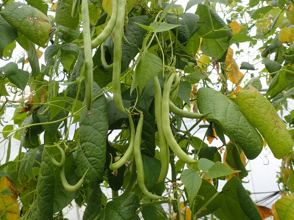 Planta fruta hoja flor