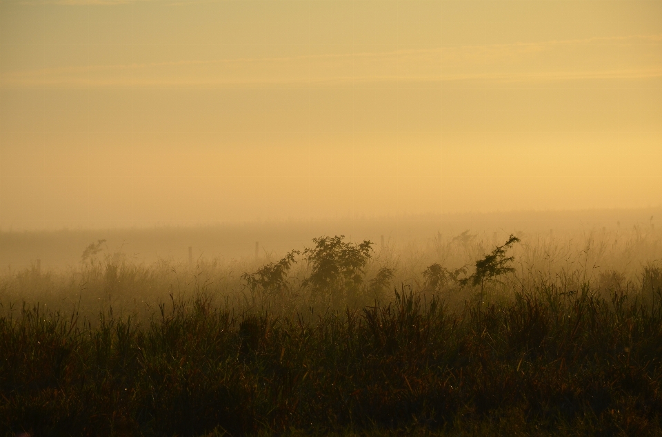 Landschaft baum natur gras