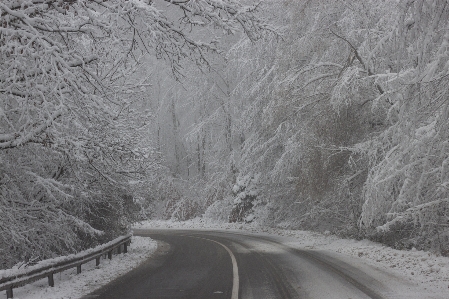 Tree forest snow winter Photo