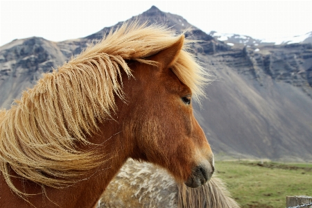 Nature light pasture horse Photo