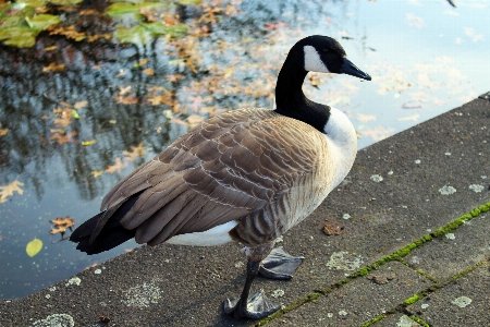 Water nature bird wing Photo