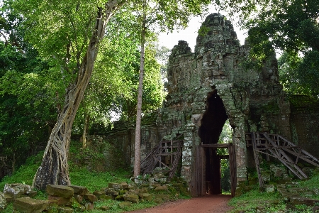 木 森 建物 密林 写真