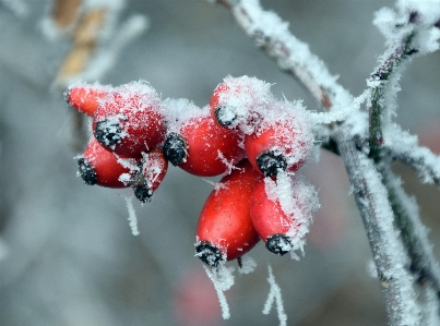 Tree nature branch blossom Photo