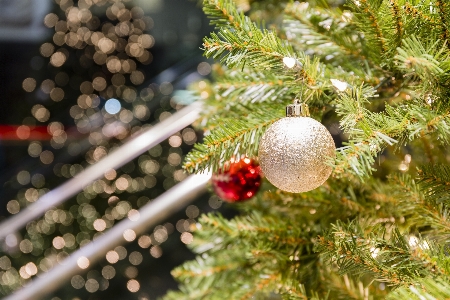 Tree branch winter bokeh Photo