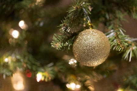 Tree branch winter bokeh Photo