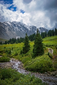 Landscape tree nature forest Photo