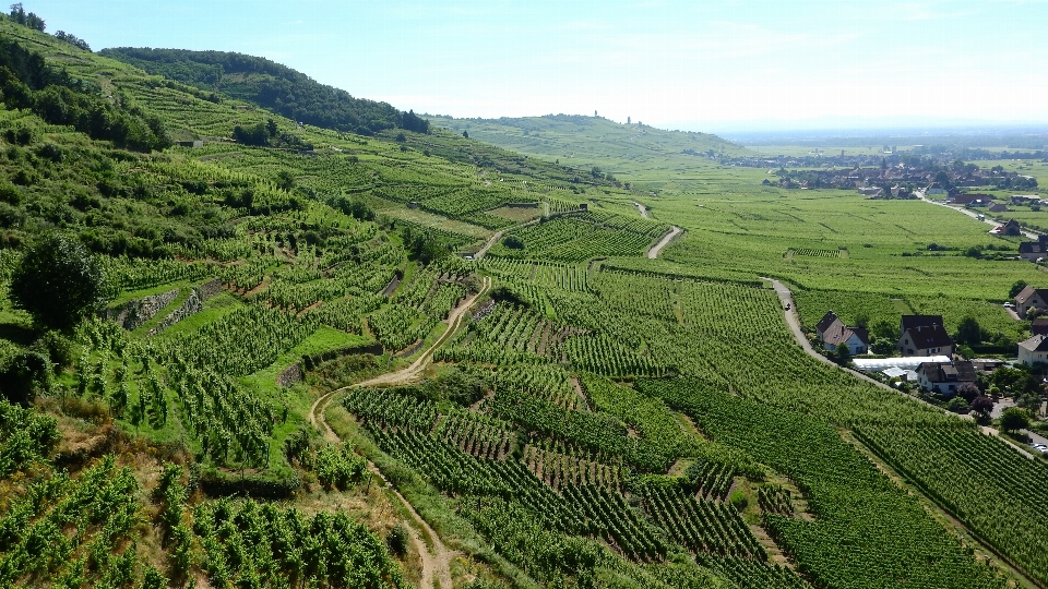 Landscape vineyard field hill