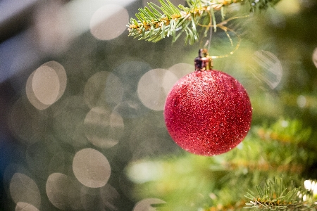 Tree branch winter bokeh Photo