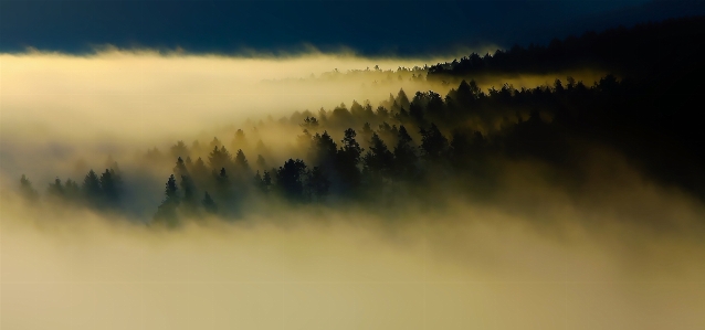 Landscape tree nature forest Photo