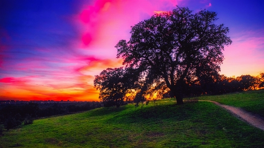 Landschaft baum natur weg Foto