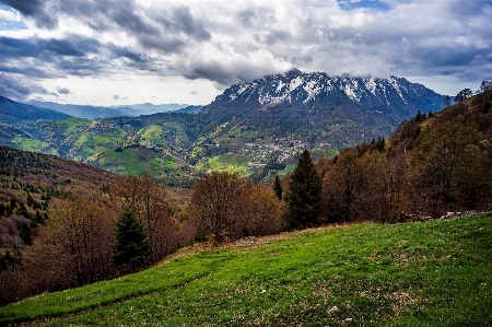 風景 木 自然 森 写真