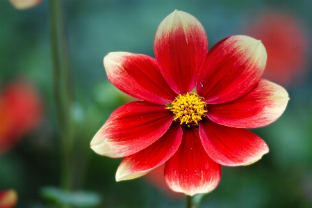 Blossom plant photography flower Photo