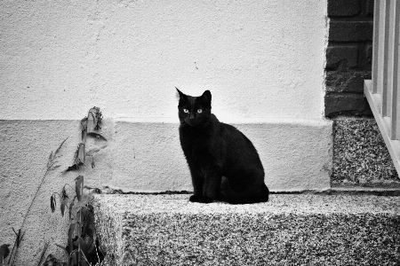 Foto Bianco e nero
 animale gatto