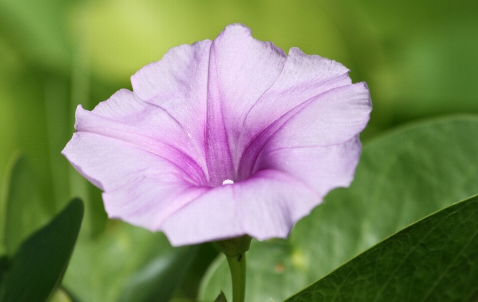 Natura fiore pianta viola