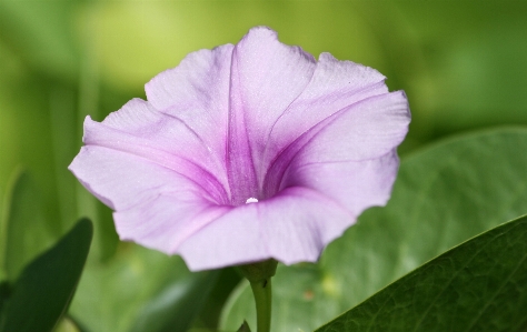 Nature blossom plant flower Photo