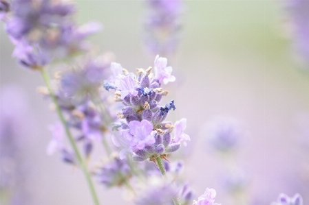 Nature branch blossom plant Photo