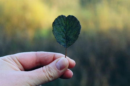 Hand tree nature grass Photo