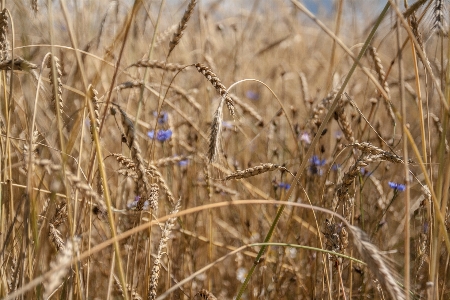 Landscape nature grass branch Photo