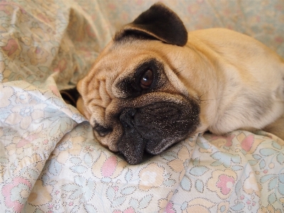 Foto Filhote de cachorro bicho estimação mamífero