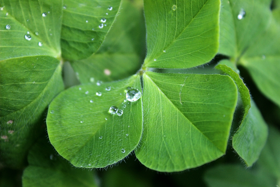 árvore água natureza derrubar