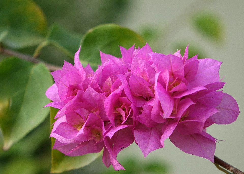 Blossom plant flower petal