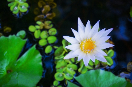 Water nature blossom plant Photo