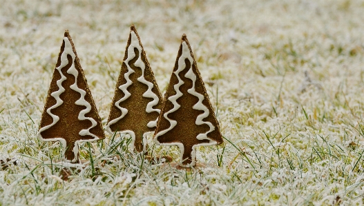 Foto Erba ramo freddo inverno