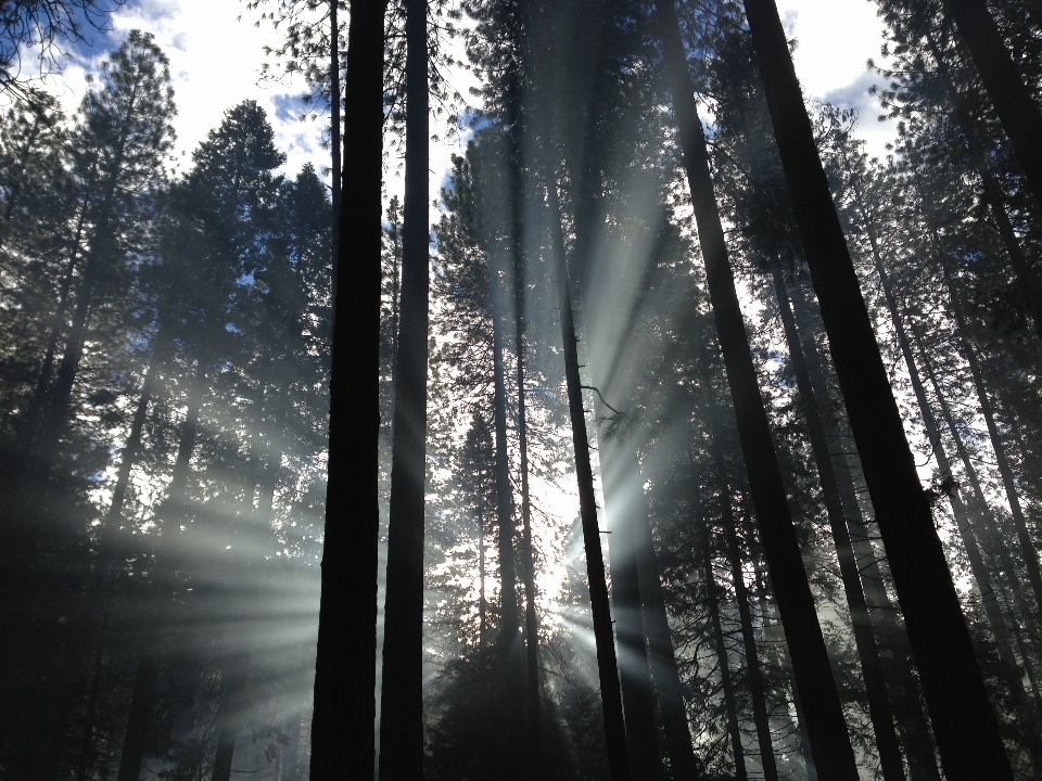 Albero natura foresta ramo