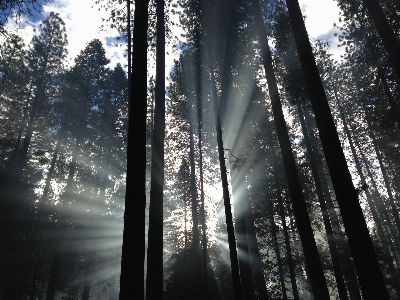 Foto Pohon alam hutan cabang