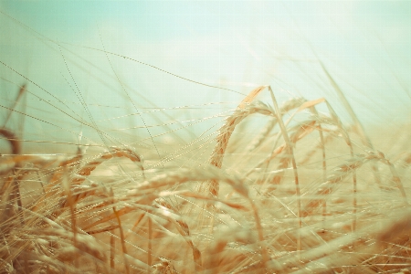 Landscape nature grass branch Photo