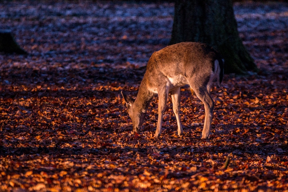 Natura foresta animale animali selvatici