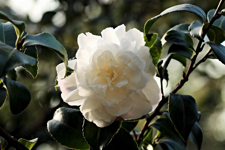 Branch blossom plant white Photo