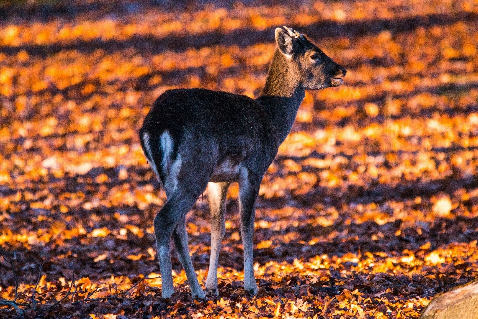 Nature forest animal wildlife