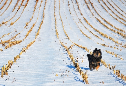 Photo Neige hiver chien animal