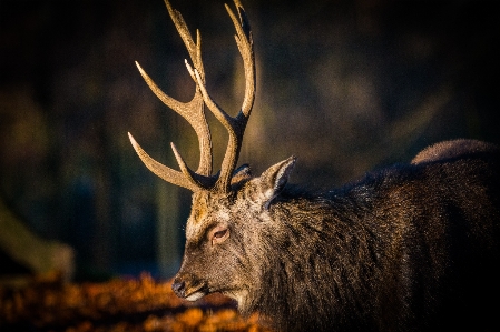 Nature forest animal wildlife Photo