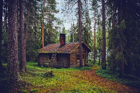 Landscape tree nature forest Photo