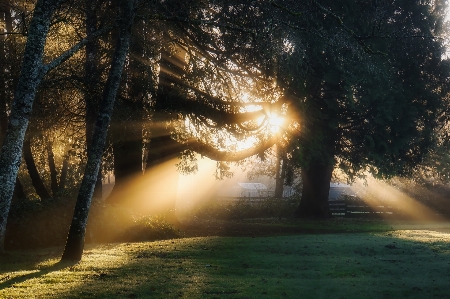 Landscape tree nature forest Photo