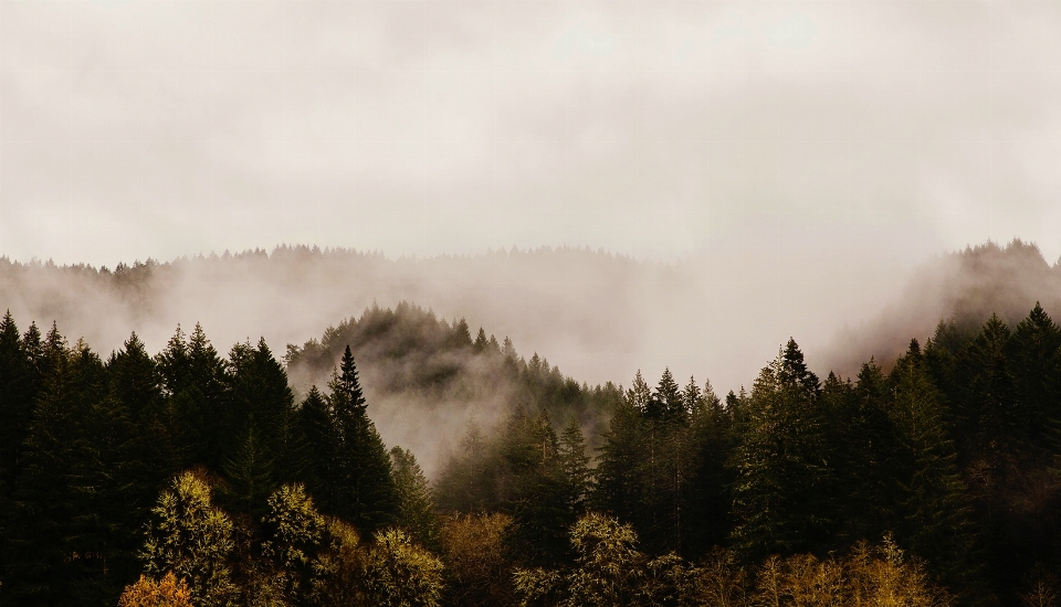 Paesaggio albero natura foresta