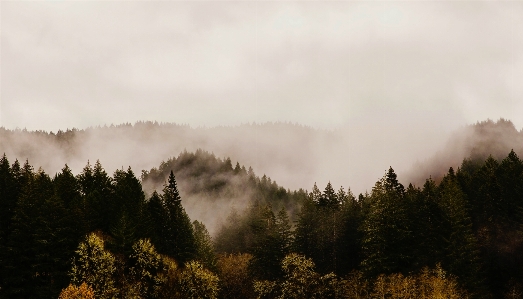 Landscape tree nature forest Photo