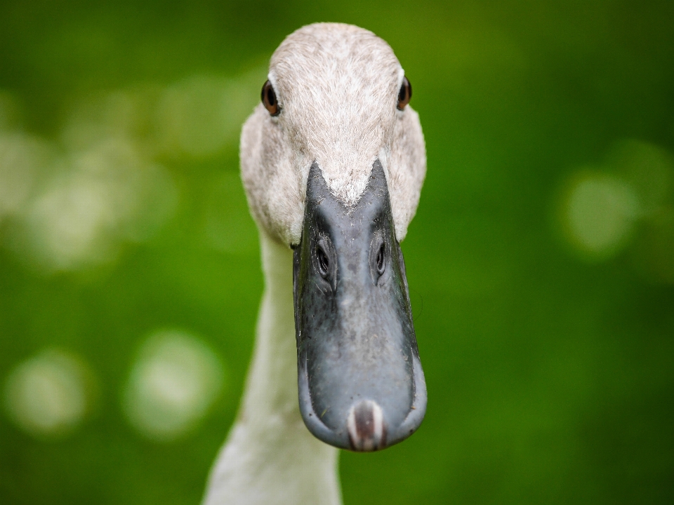 Natur vogel tierwelt grün