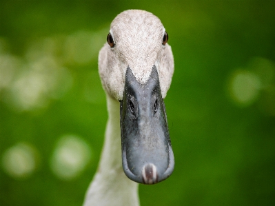 自然 鳥 野生動物 緑 写真