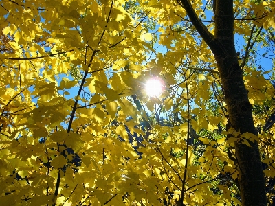 Foto árvore natureza floresta ar livre