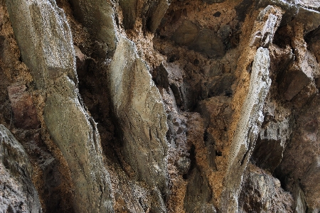 Tree nature rock structure Photo