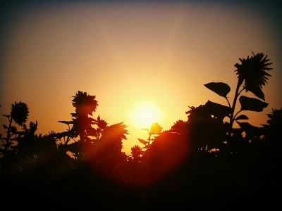 Foto Natura silhouette leggero cielo