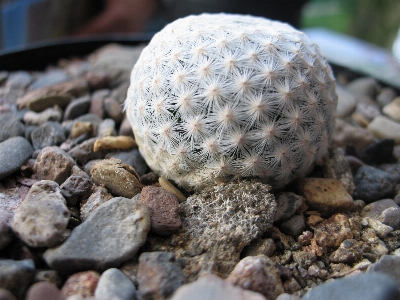 Rock カクタス
 植物 葉 写真